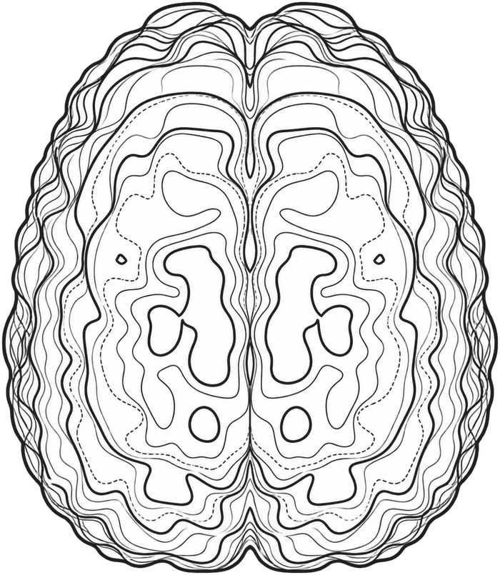 A brain seen from above, drawn as the contour lines of a topographic map